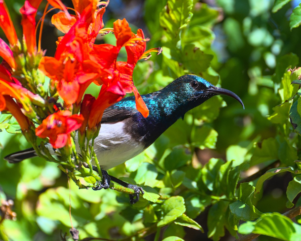 White-bellied Sunbird - ML638076463