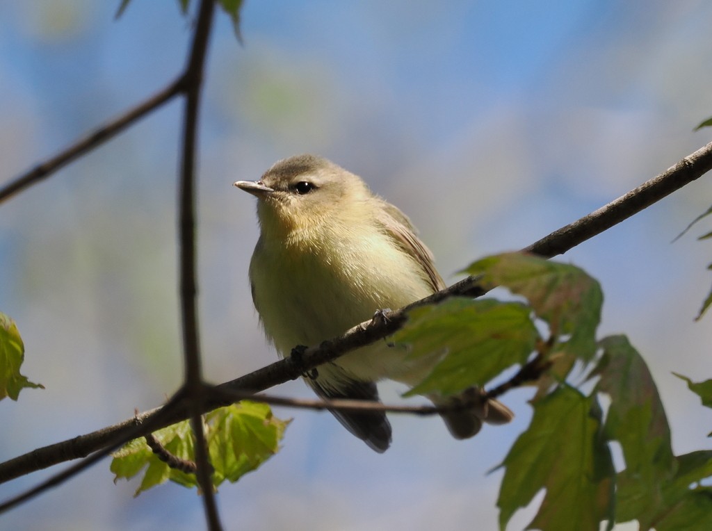 Philadelphia Vireo - ML638076482