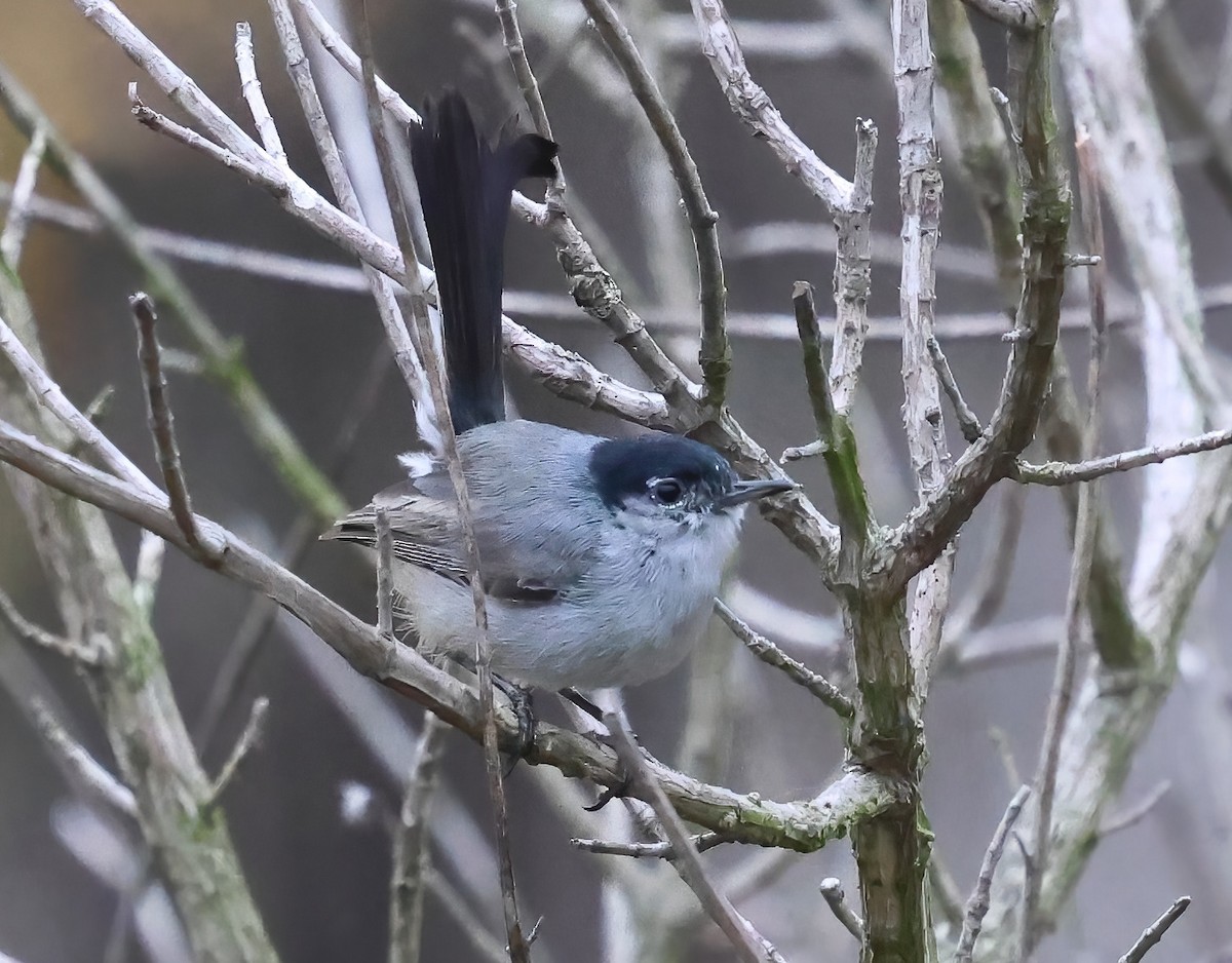 California Gnatcatcher - ML638076622