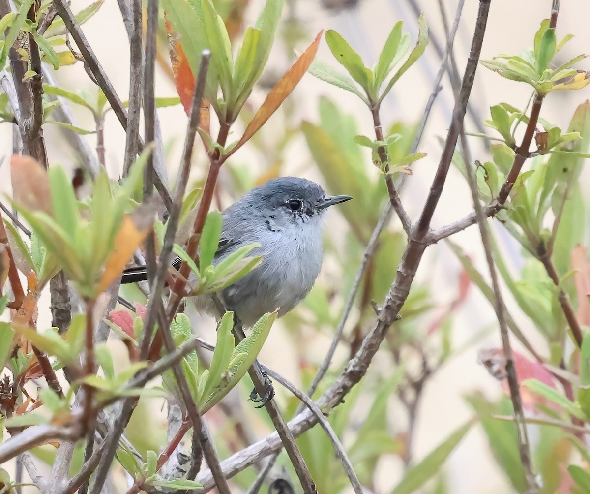California Gnatcatcher - ML638076623