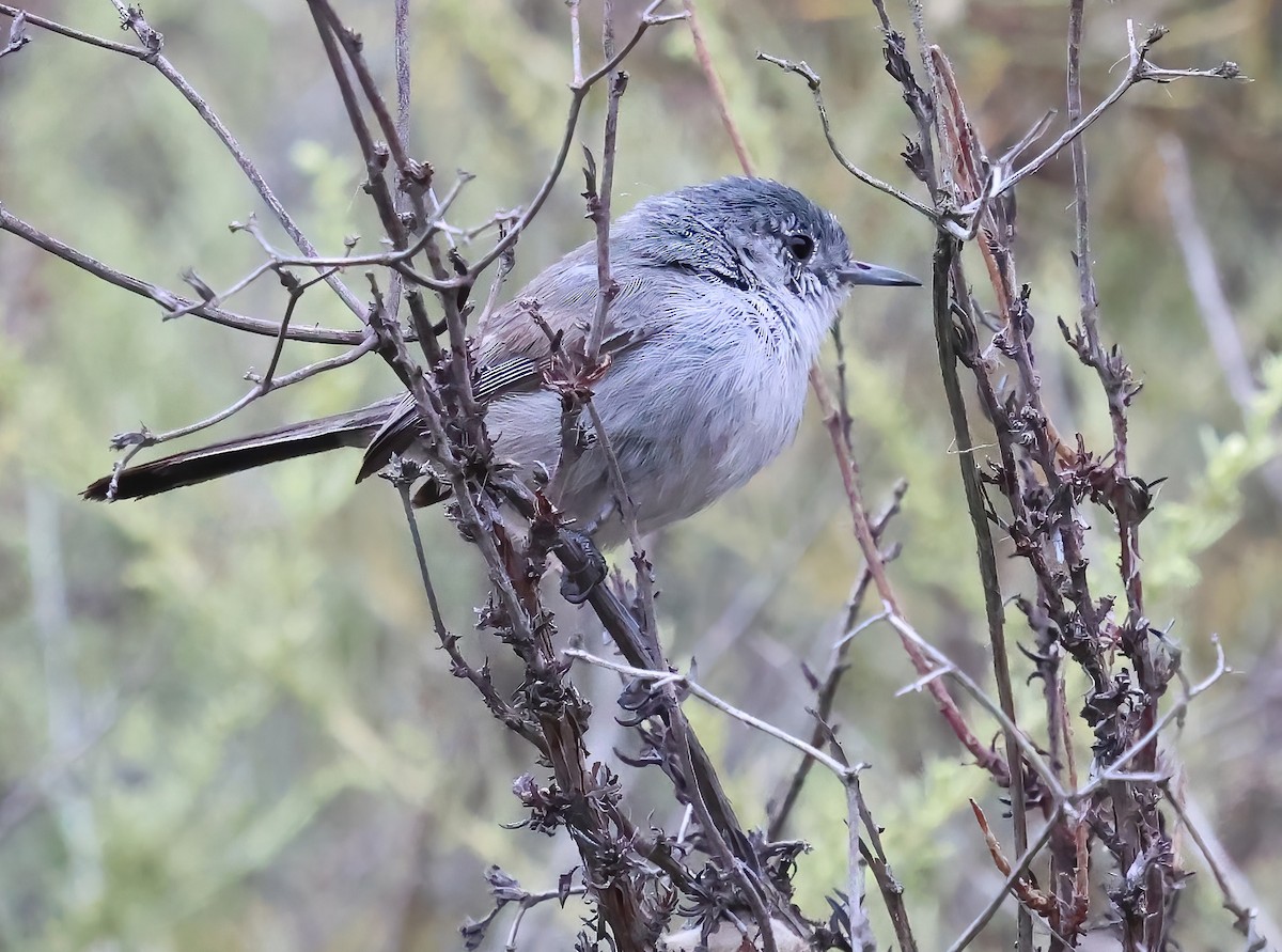 California Gnatcatcher - ML638076624