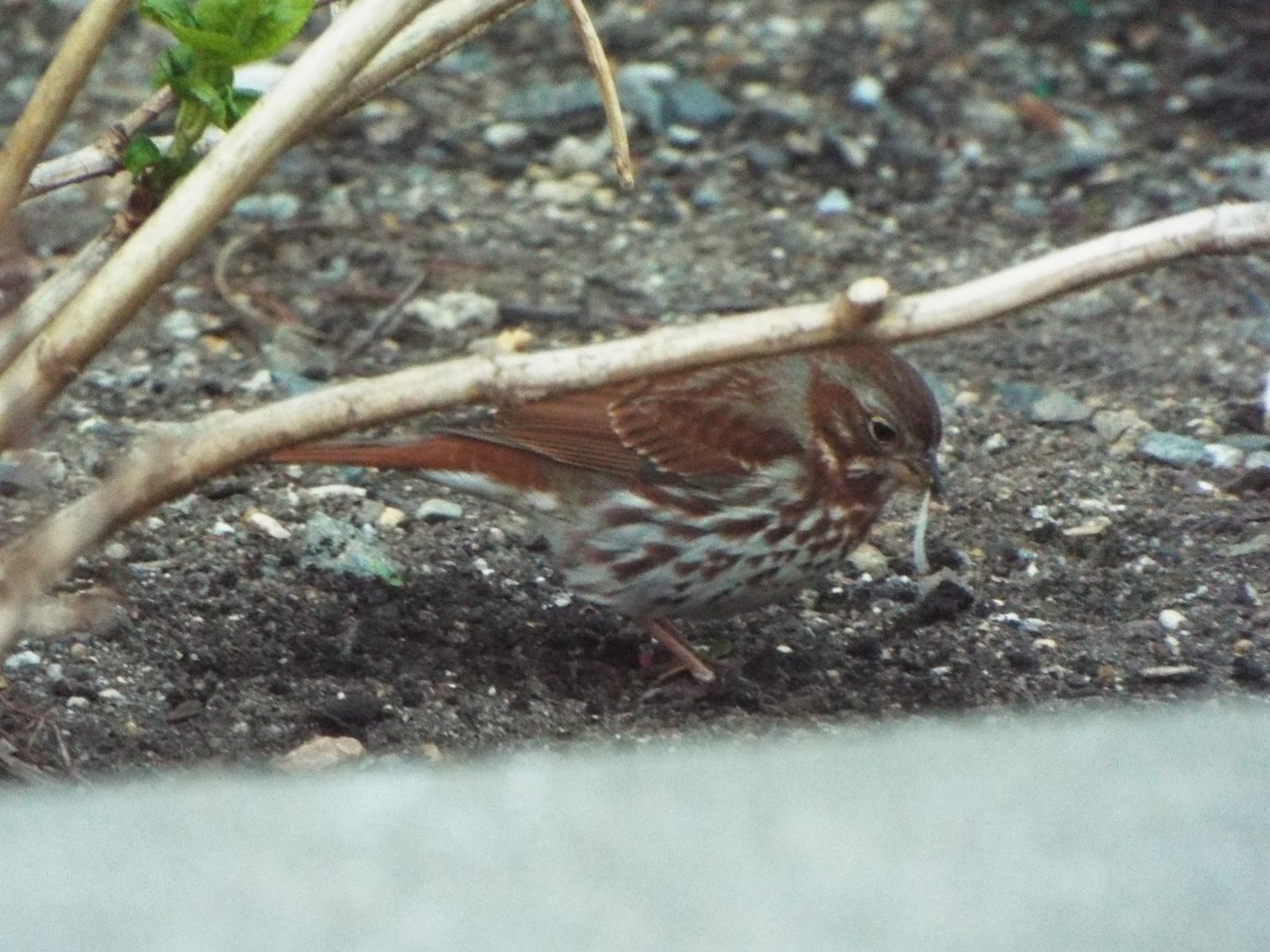 strnadec kaštanový (ssp. iliaca/zaboria) - ML638076629