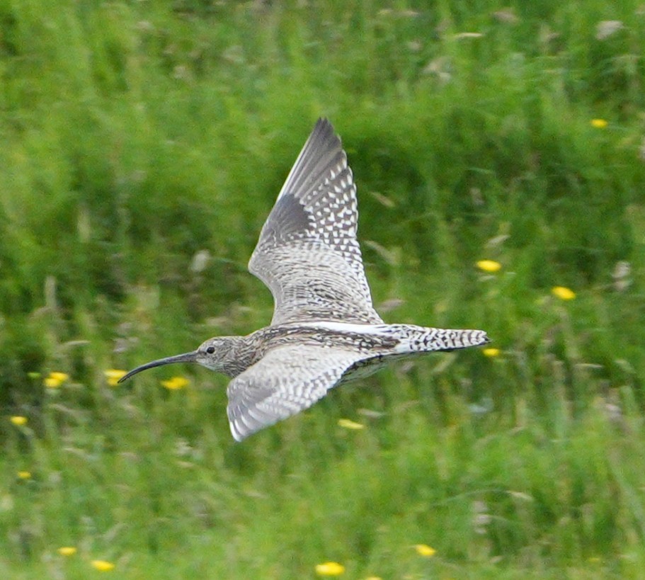 Eurasian Curlew - ML638076641