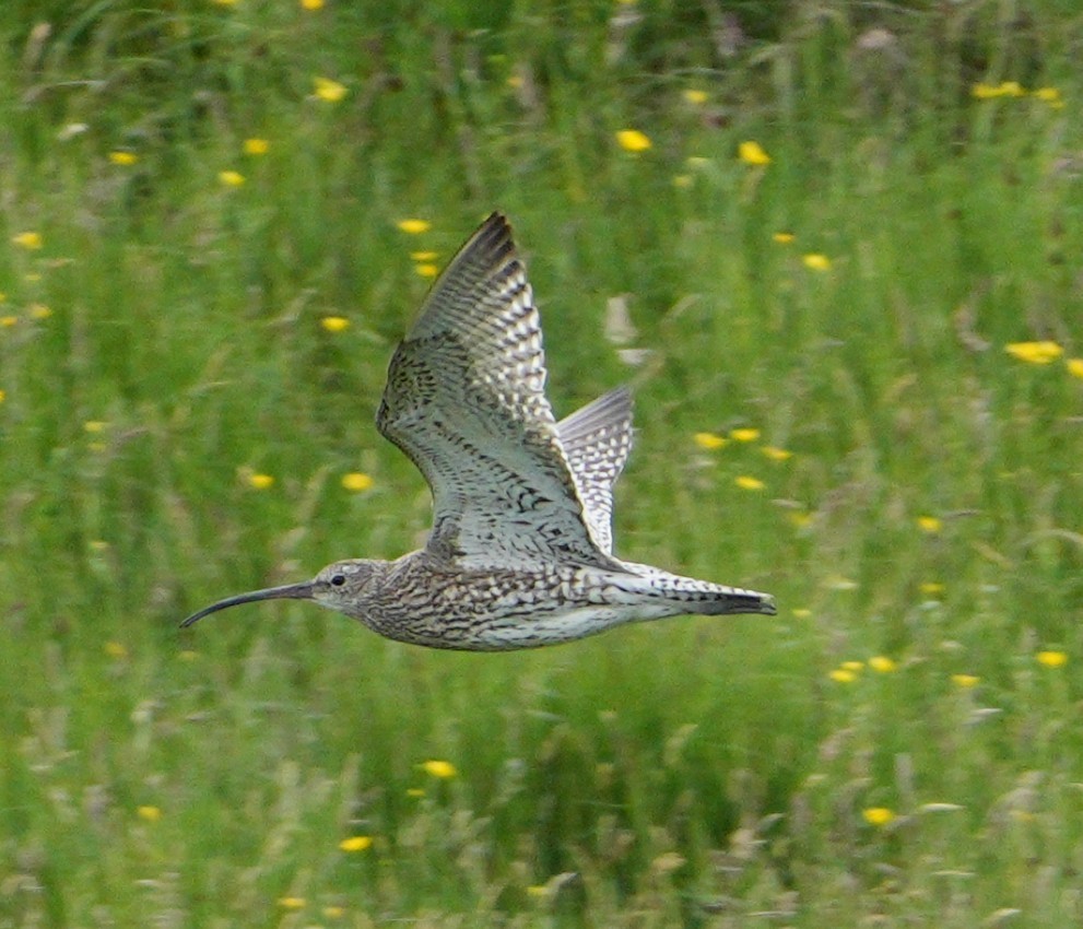 Eurasian Curlew - ML638076642