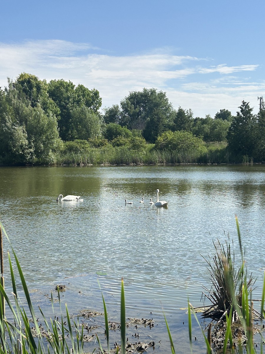 Trumpeter Swan - ML638076664