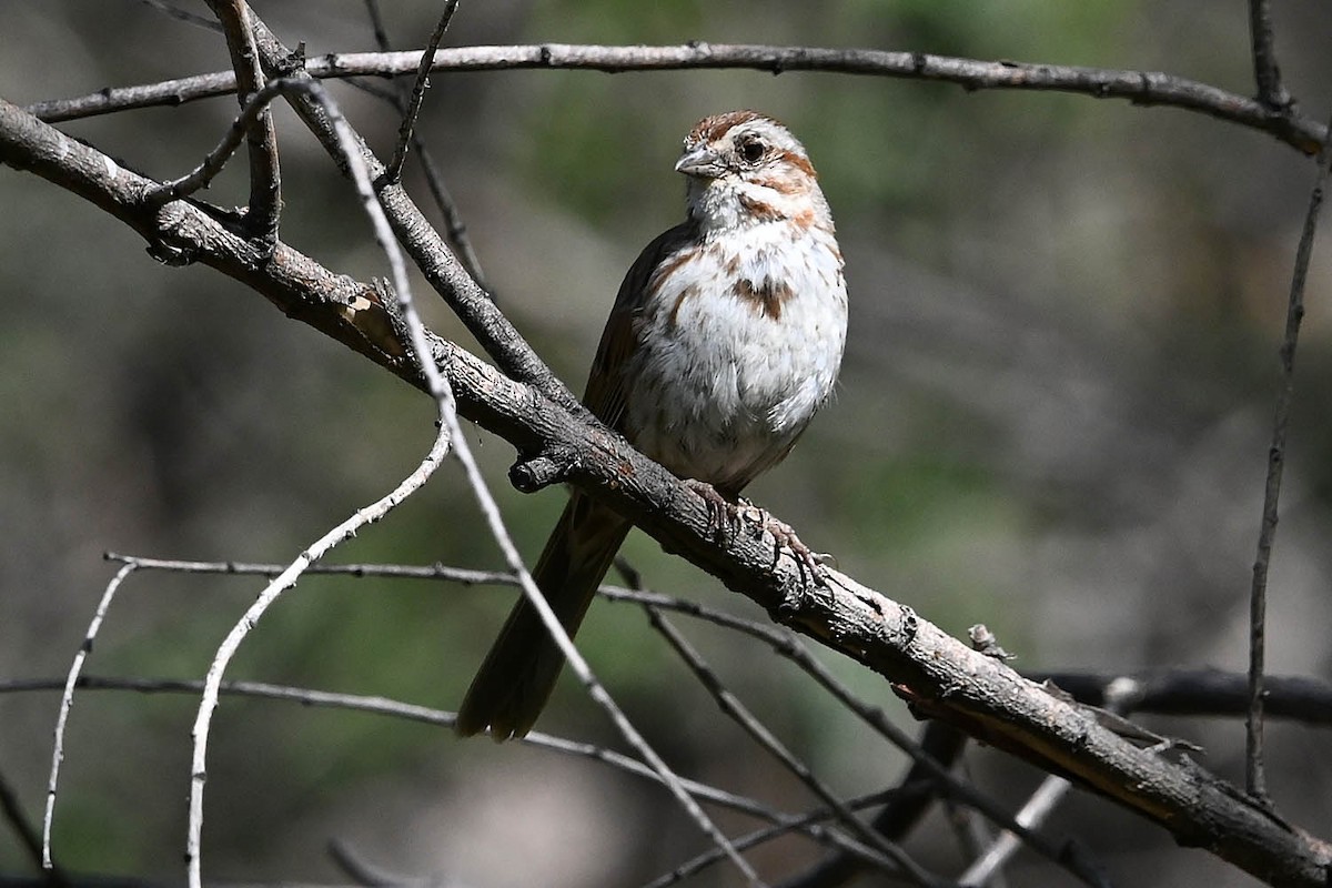Song Sparrow (fallax Group) - ML638076683