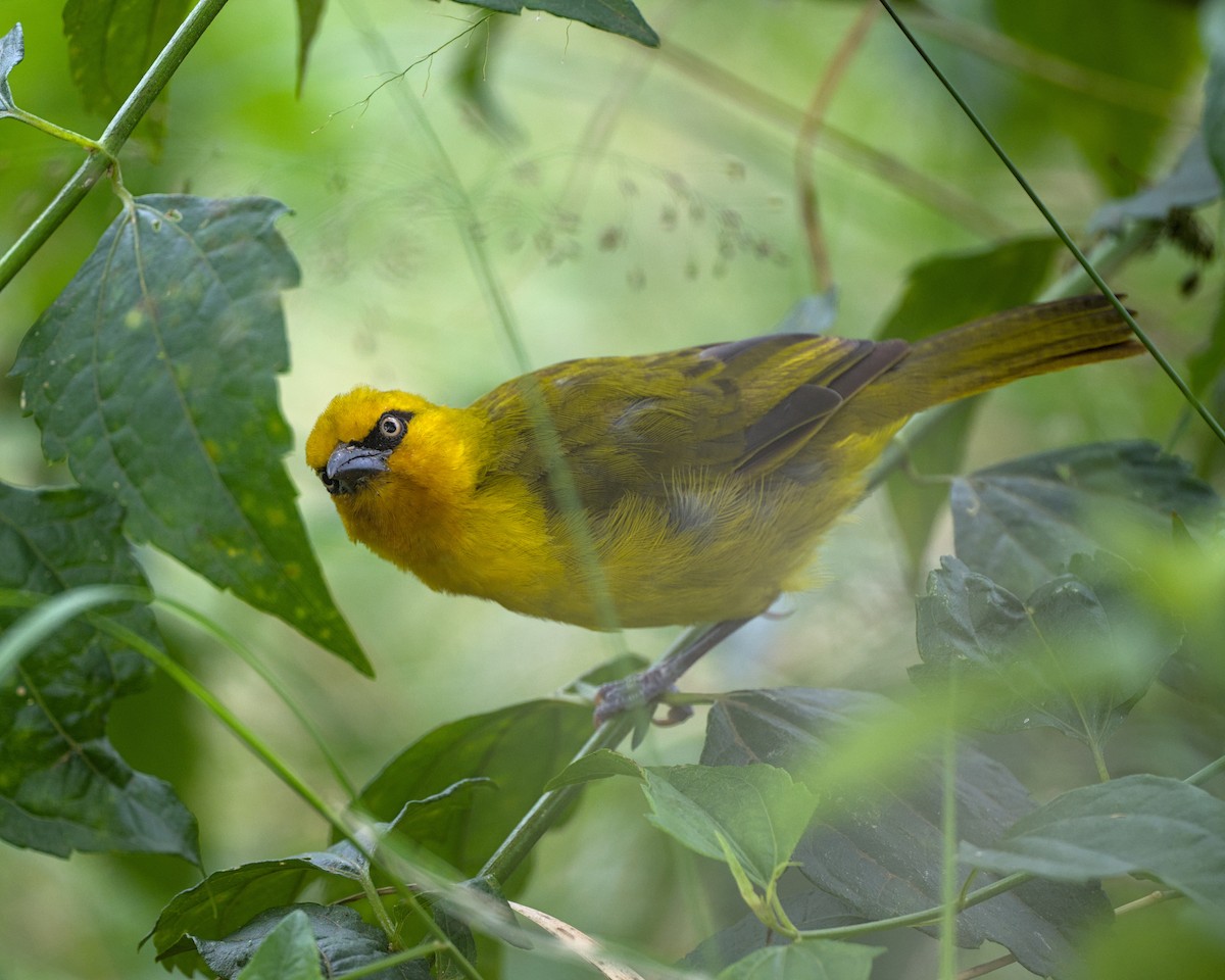 Spectacled Weaver - ML638076718