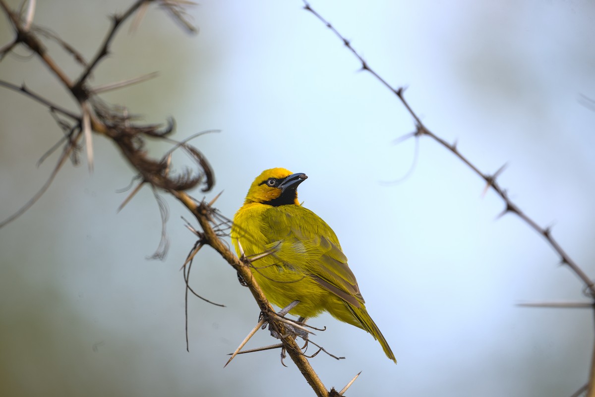 Spectacled Weaver - ML638076745