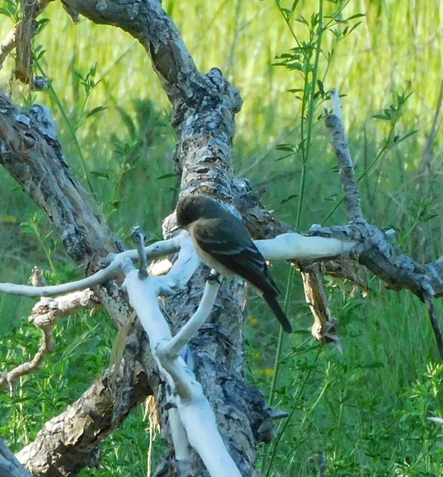 Western Wood-Pewee - ML638076758