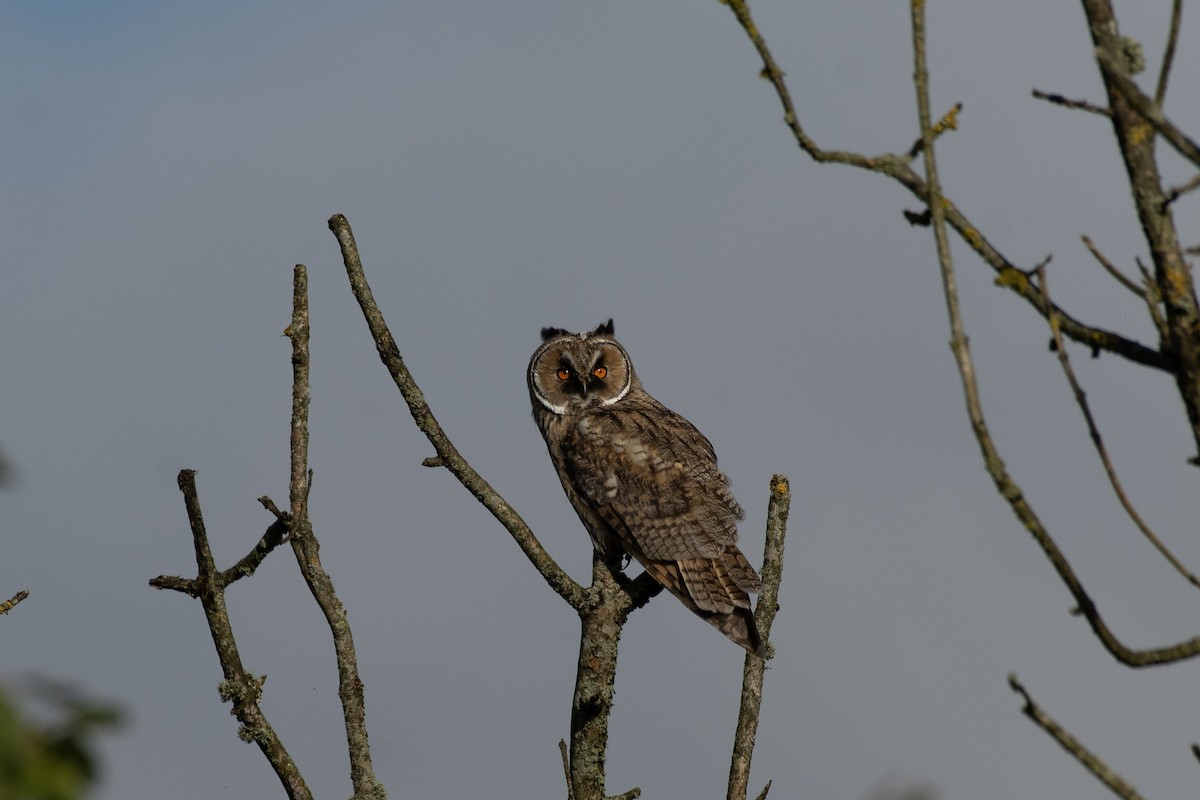 Long-eared Owl - ML638076792