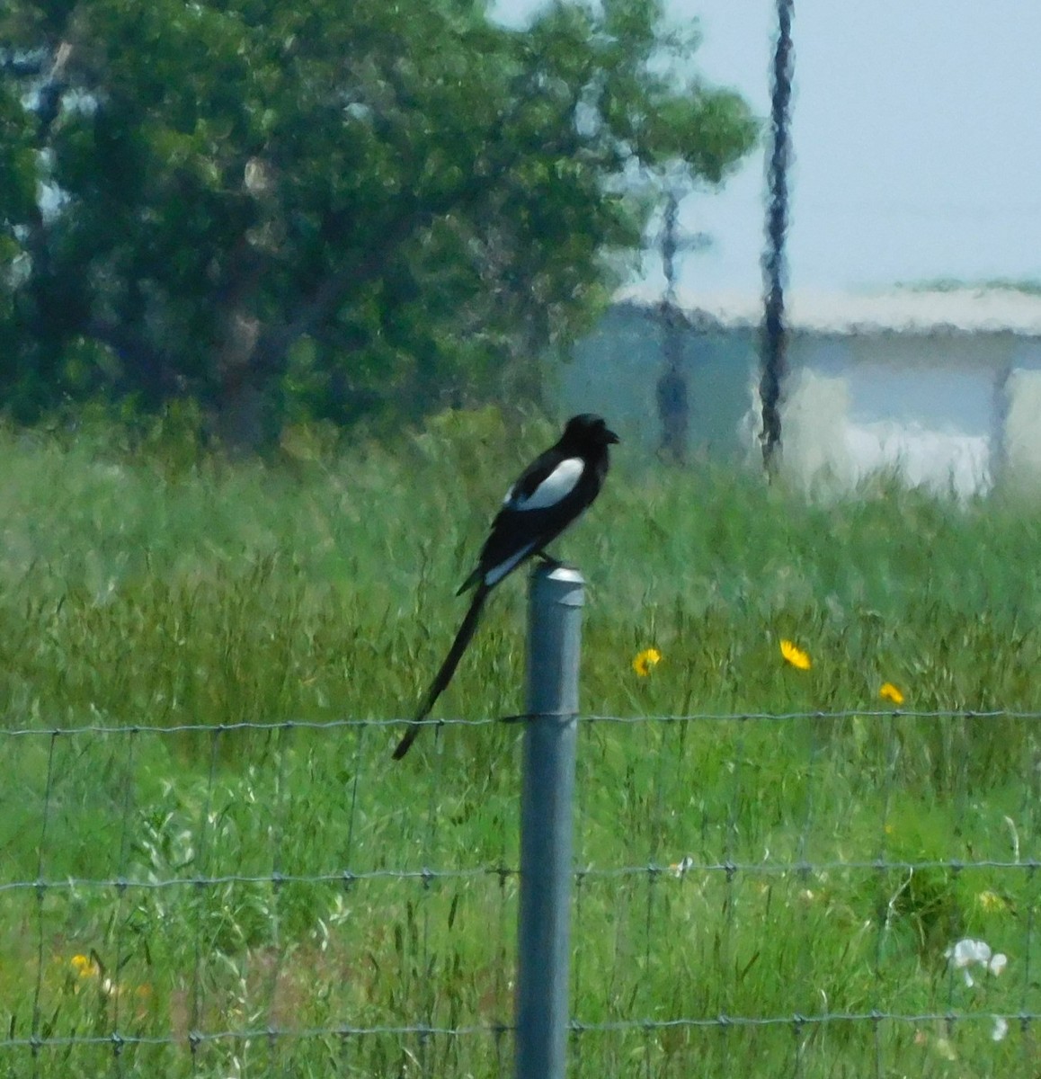 Black-billed Magpie - ML638076852
