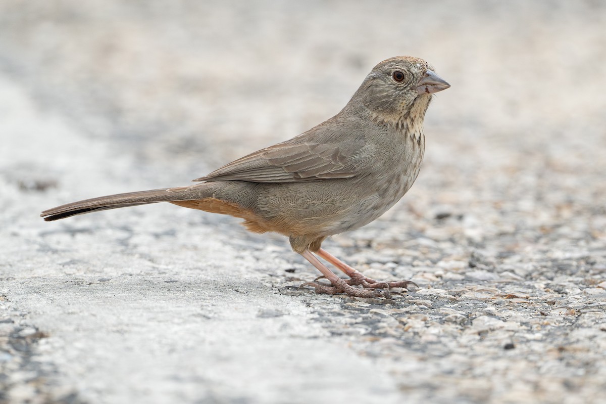 Canyon Towhee - ML638076865