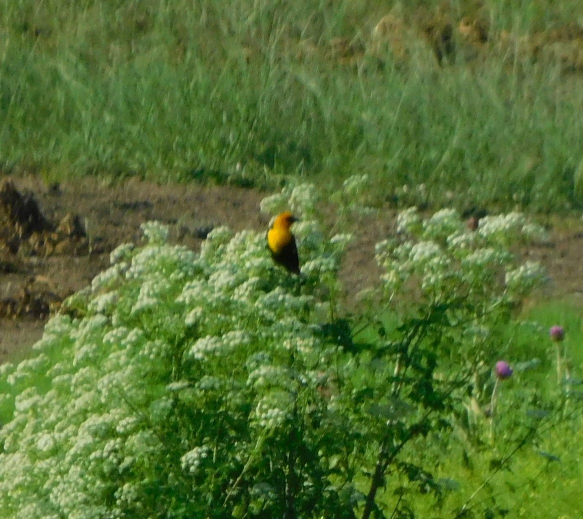 Yellow-headed Blackbird - ML638076941