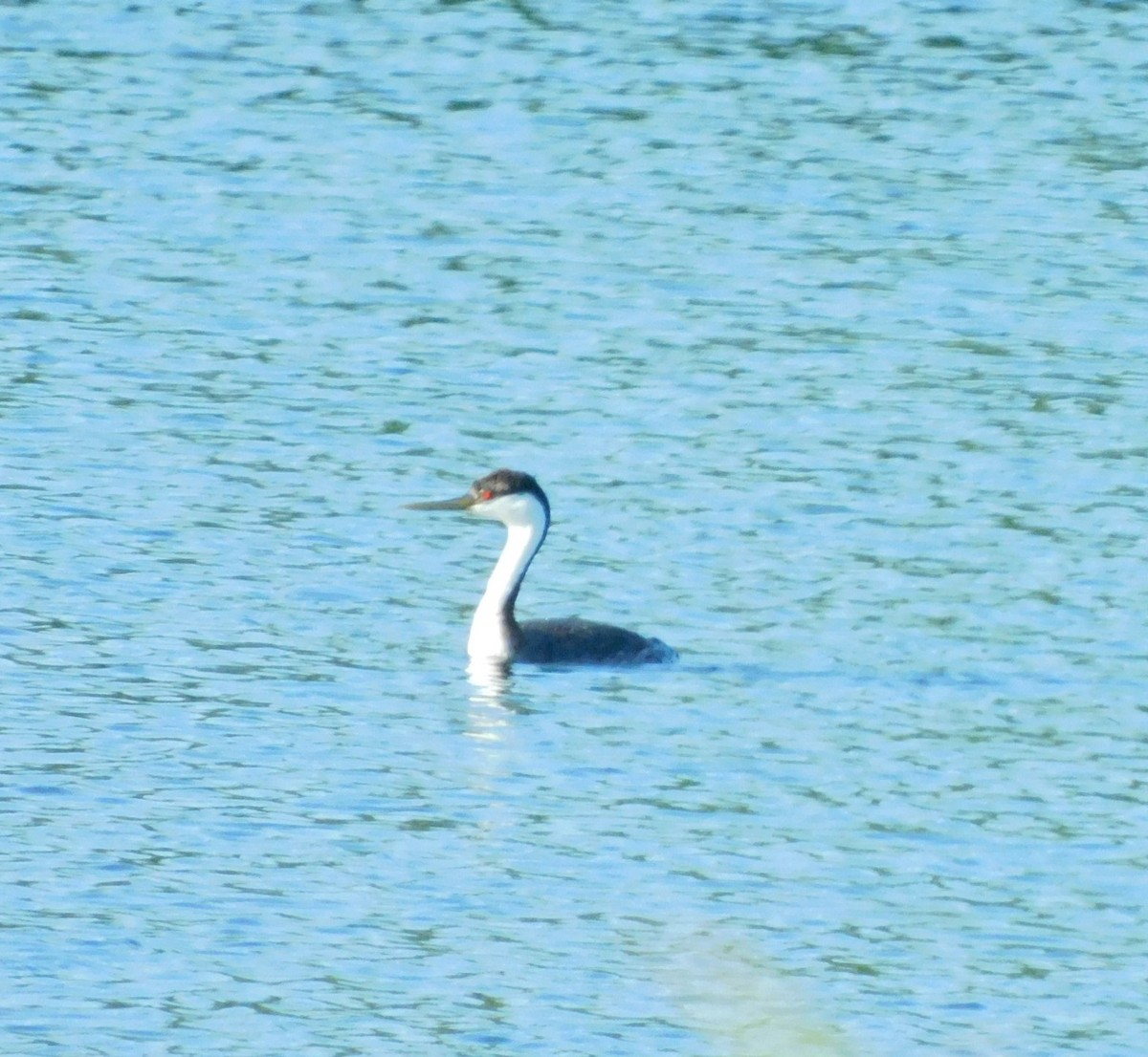 Western Grebe - ML638076956