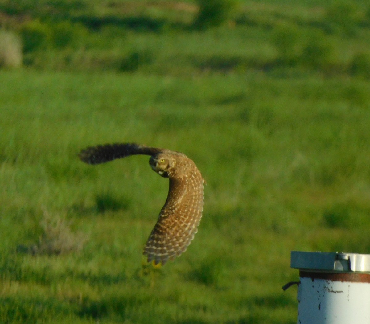 Burrowing Owl - ML638076990