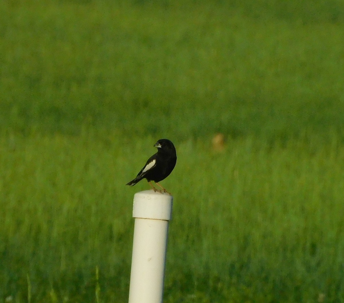 Lark Bunting - ML638077005