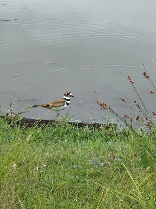 Killdeer - ML638077008