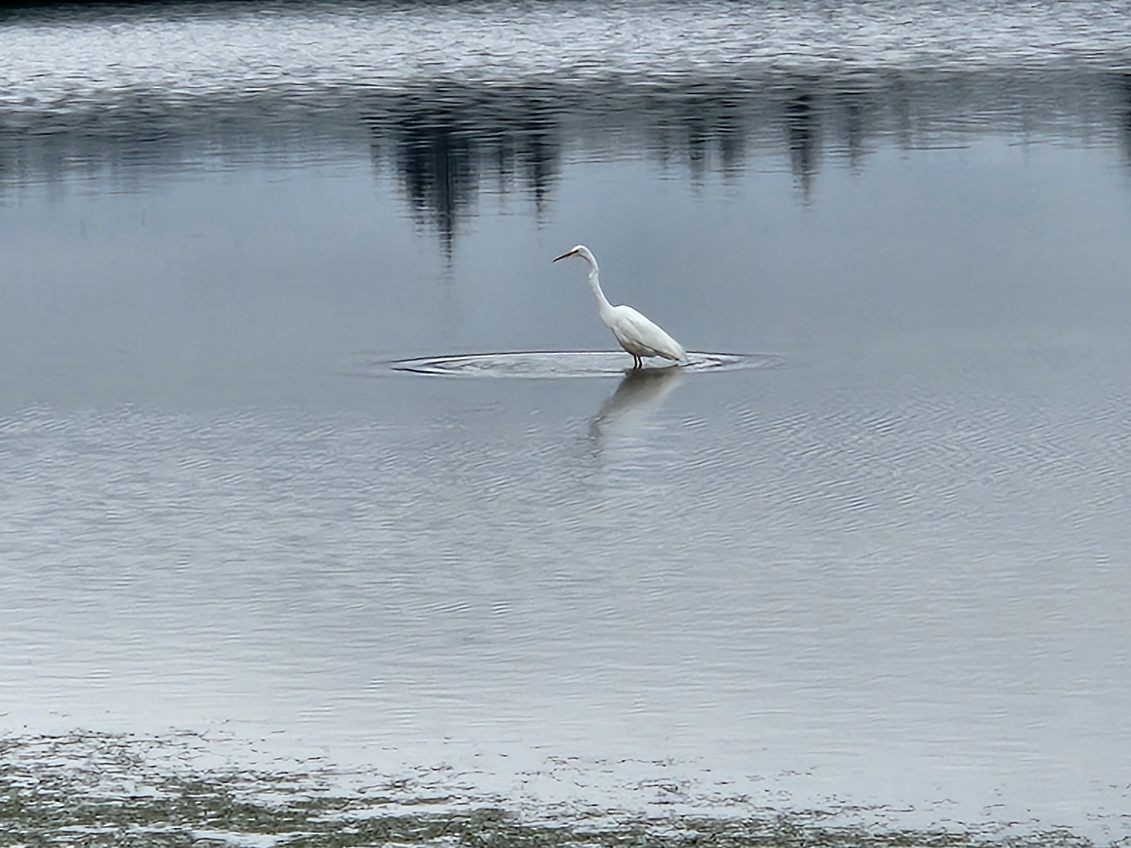 Great Egret - ML638077012