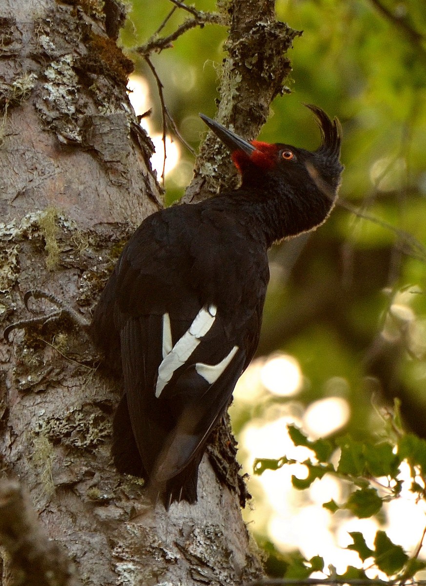 Magellanic Woodpecker - ML638077015