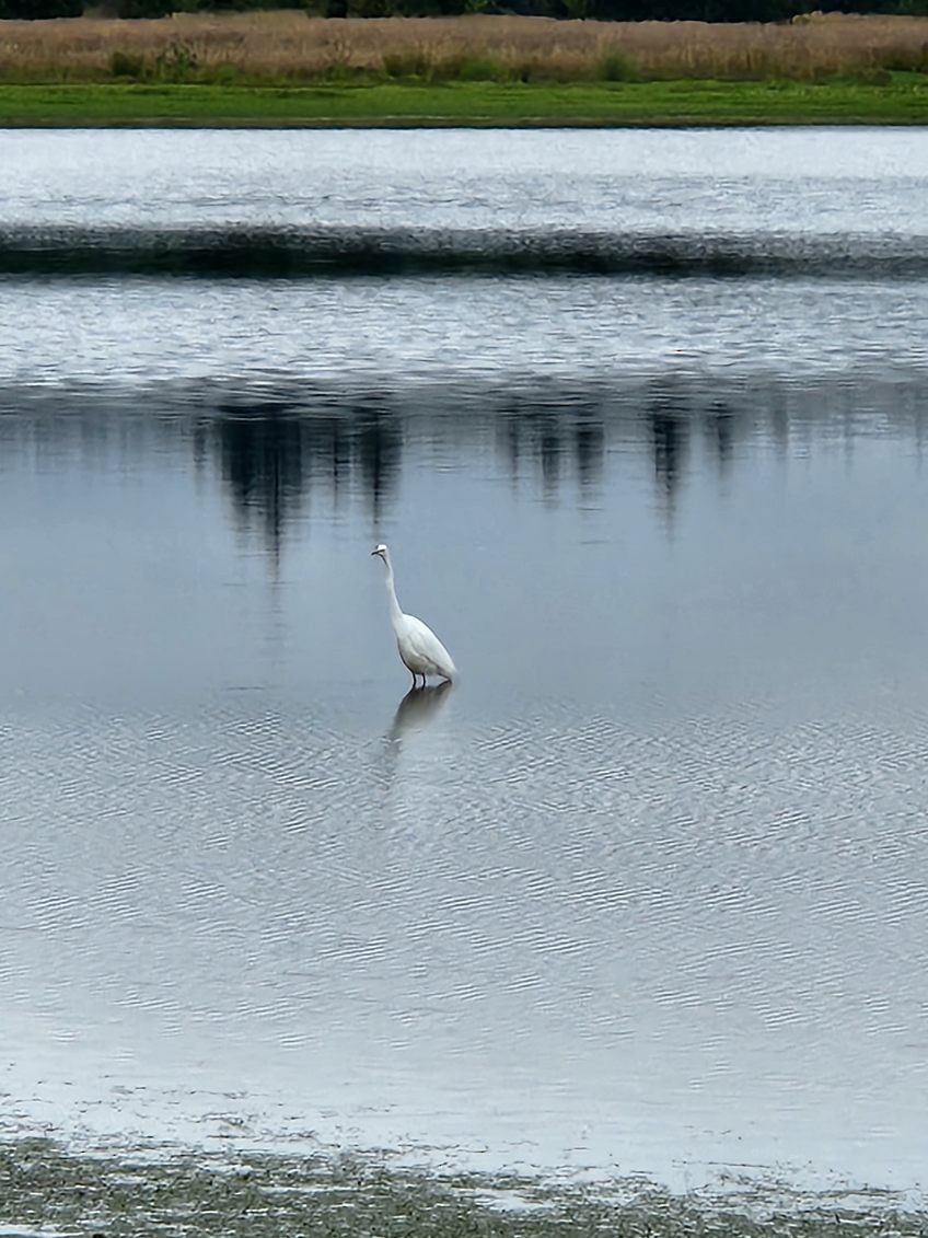 Great Egret - ML638077016