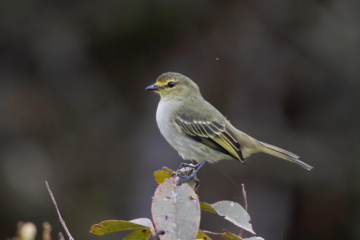 Peruvian Tyrannulet - ML638077017
