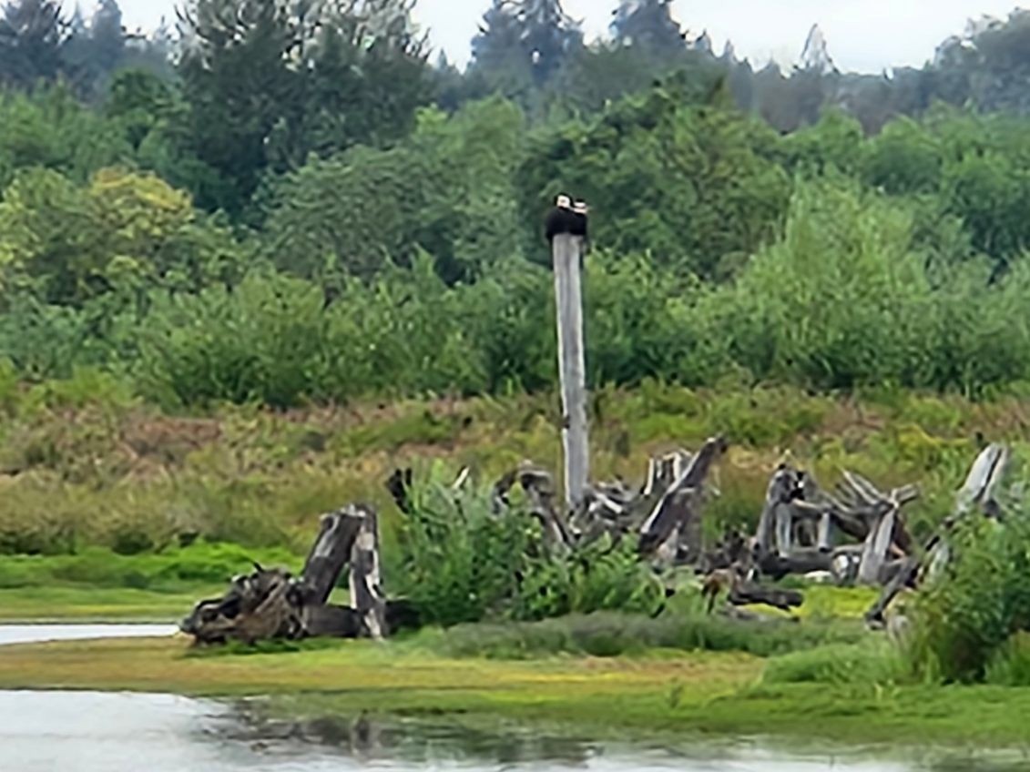 Bald Eagle - ML638077021