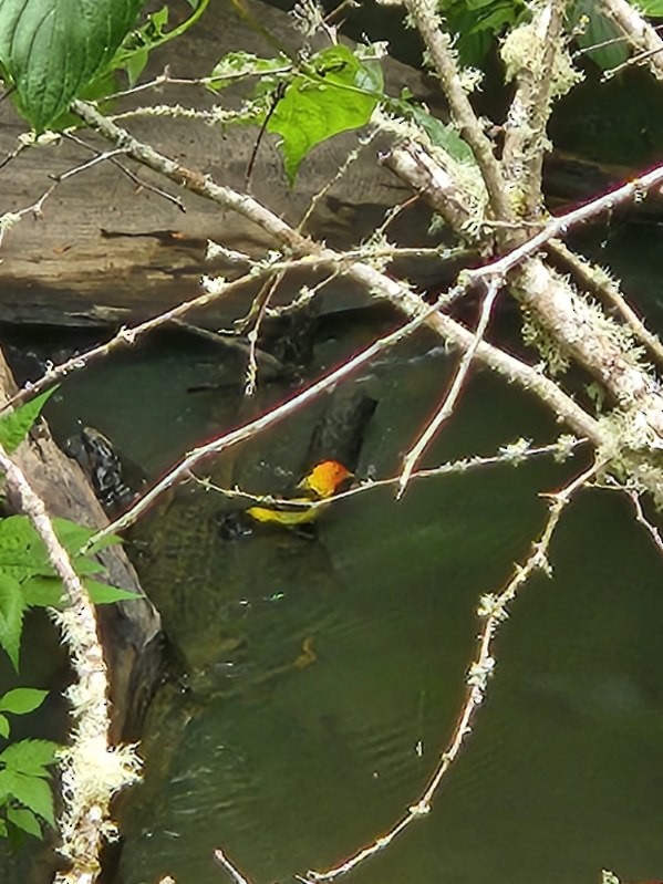 Western Tanager - ML638077026