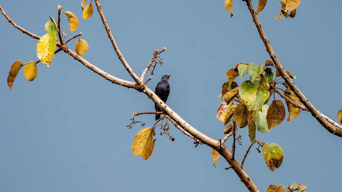 コンゴテリムク（elgonensis） - ML638077075