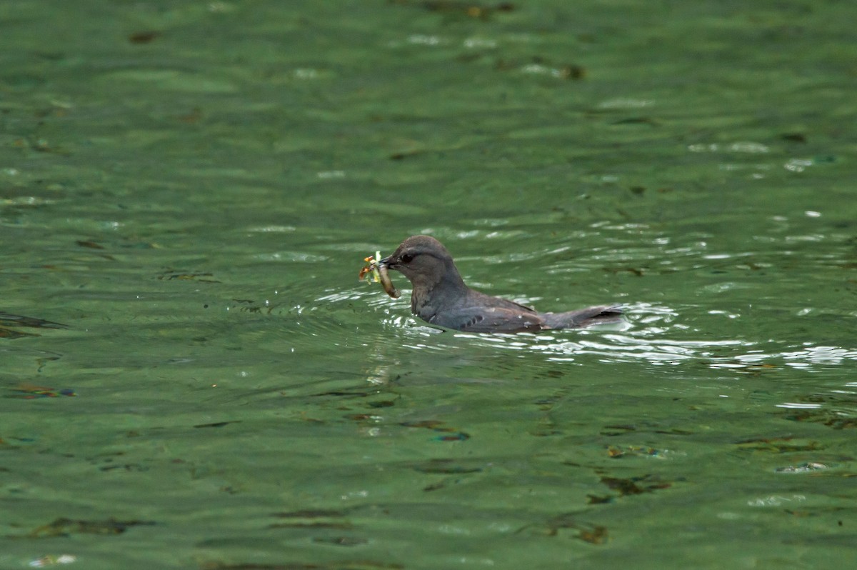 American Dipper - ML638077178