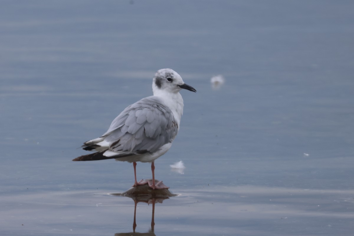 Bonaparte's Gull - ML638077188