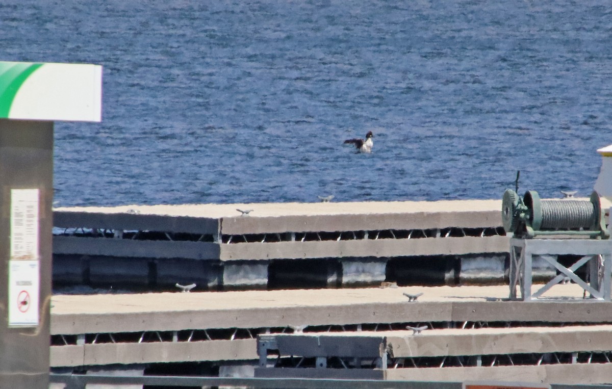 鵲鴨 - ML638077210