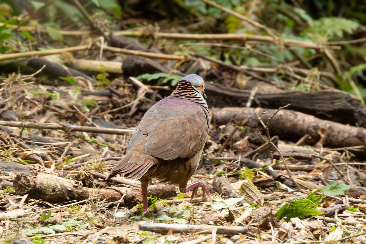 White-throated Quail-Dove - ML638077291