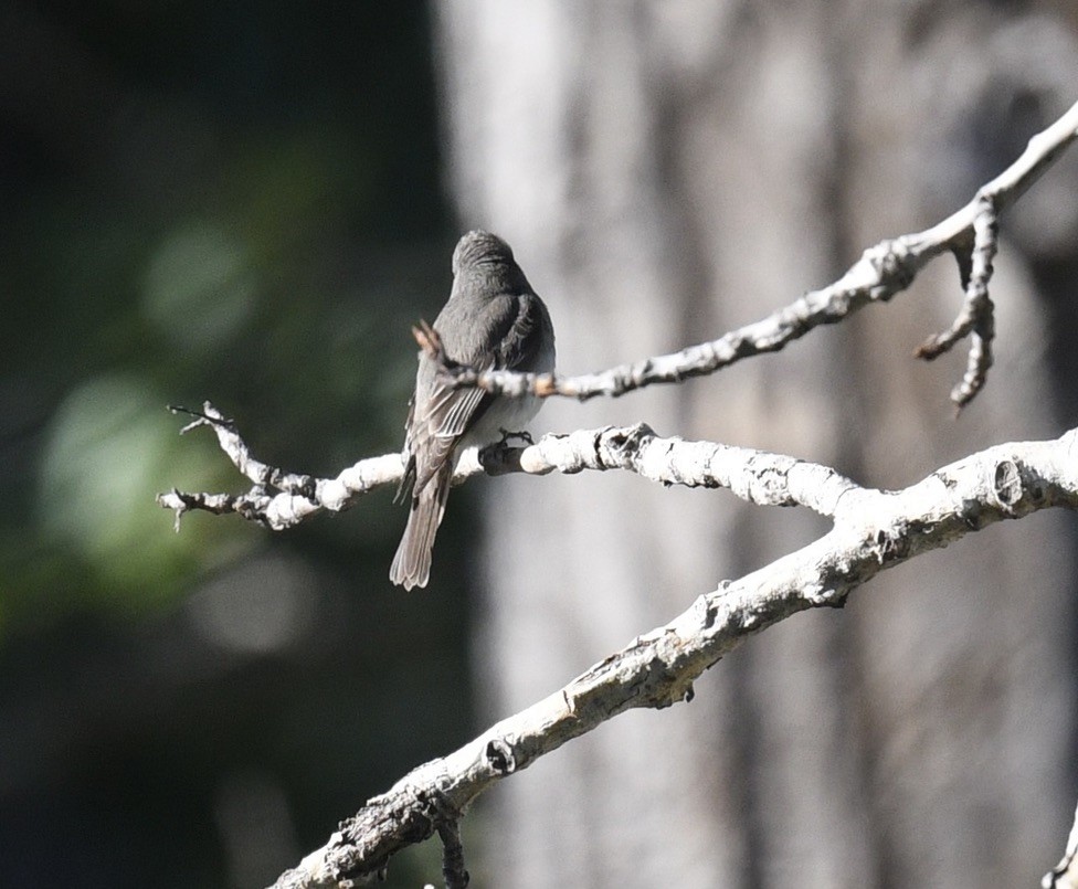 Empidonax sp. - ML638077335