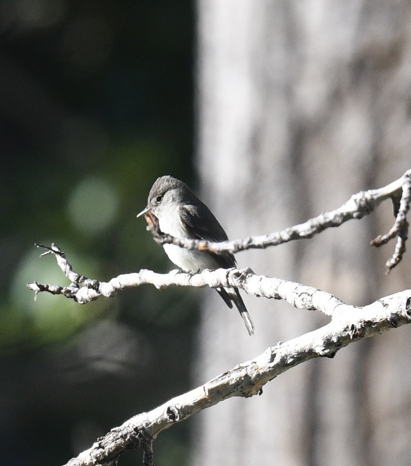 Empidonax sp. - ML638077337