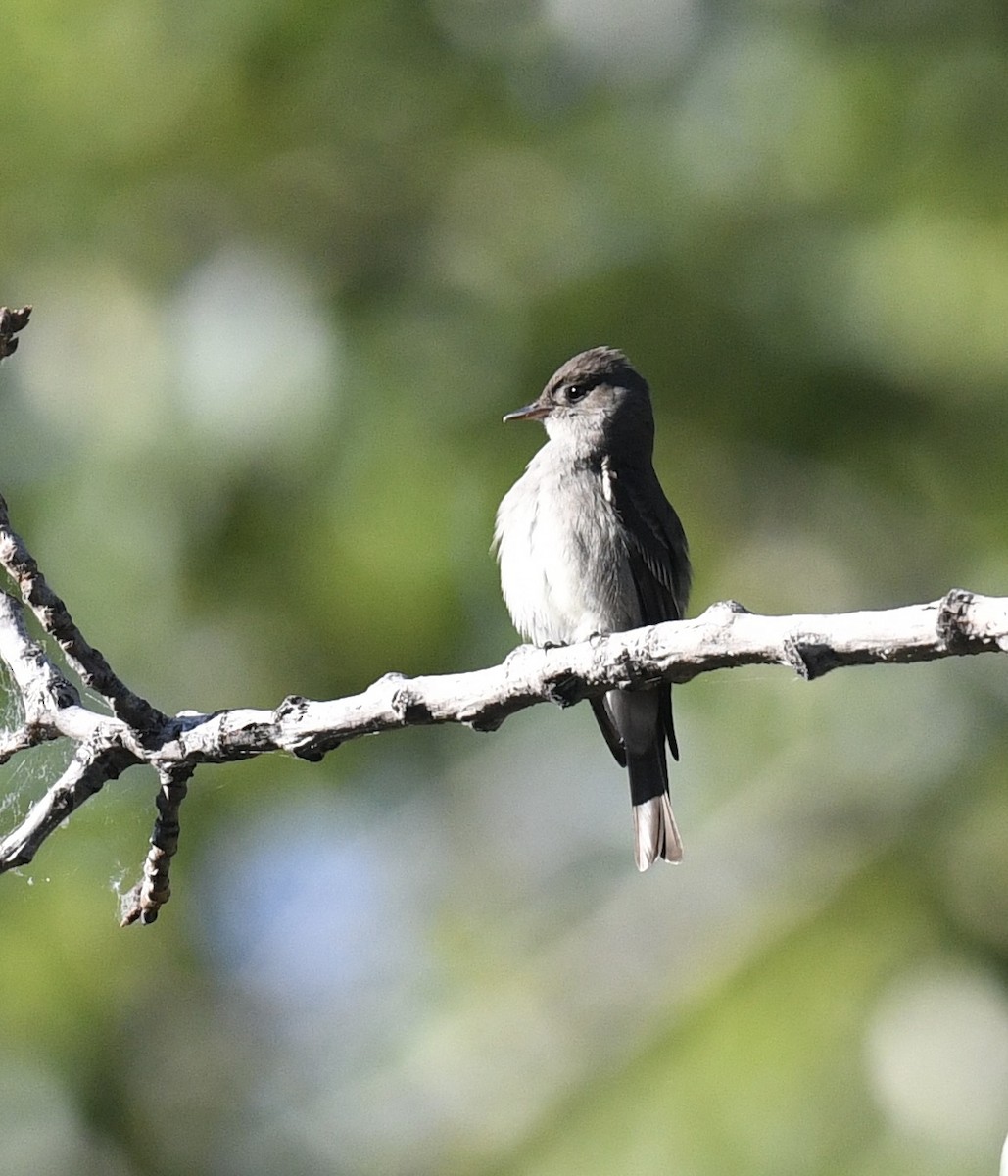 Empidonax sp. - ML638077339