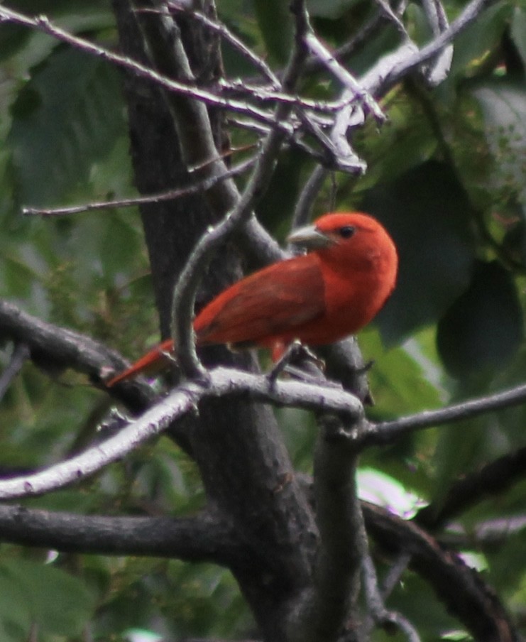 Summer Tanager - ML638077408
