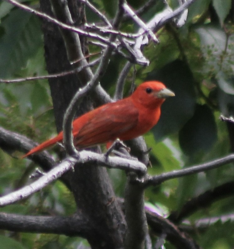 Summer Tanager - ML638077409