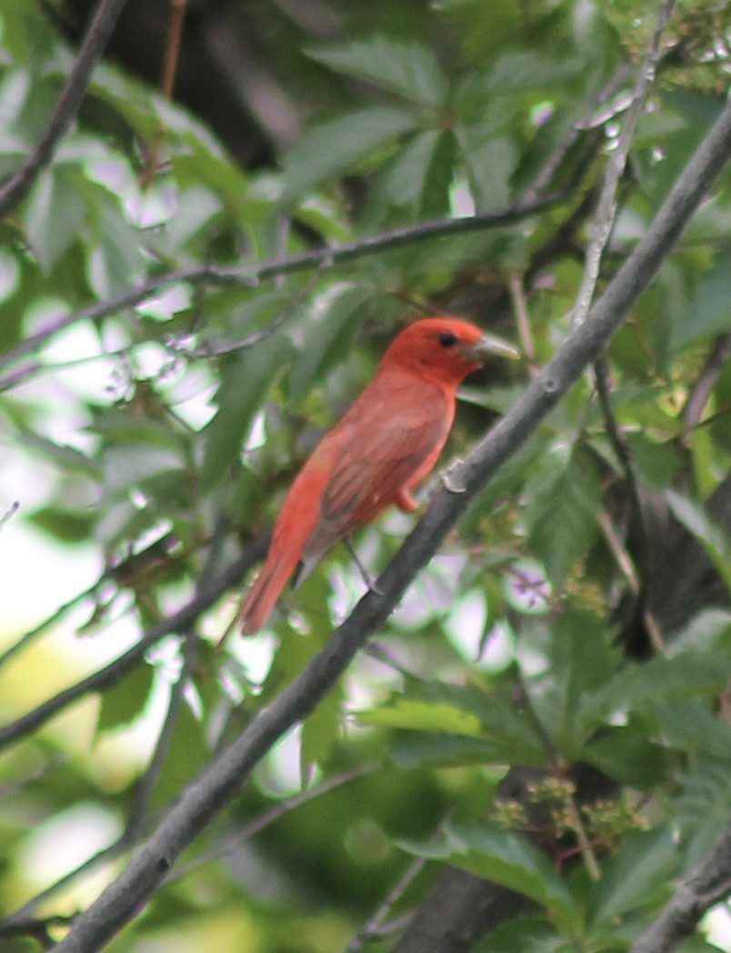 Summer Tanager - ML638077410