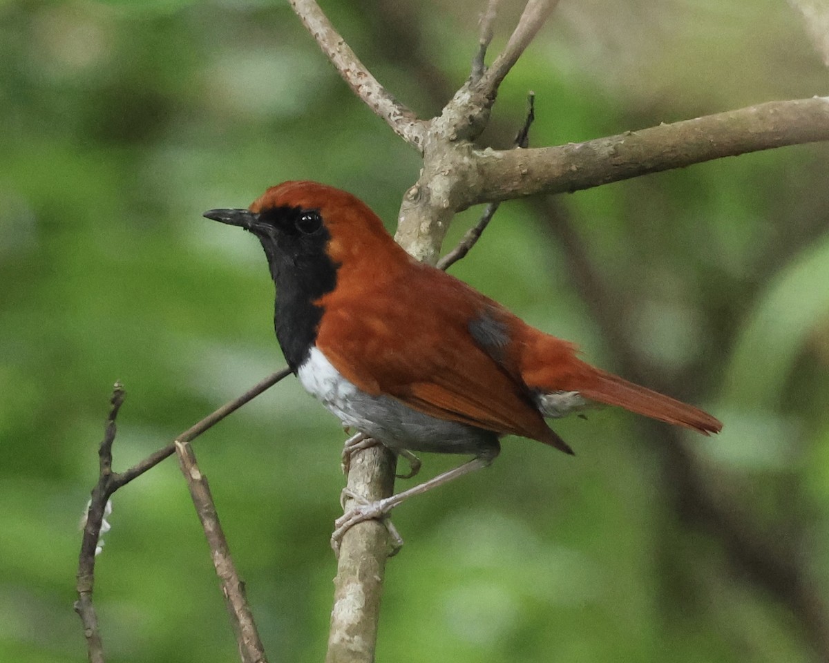Okinawa Robin - ML638077462