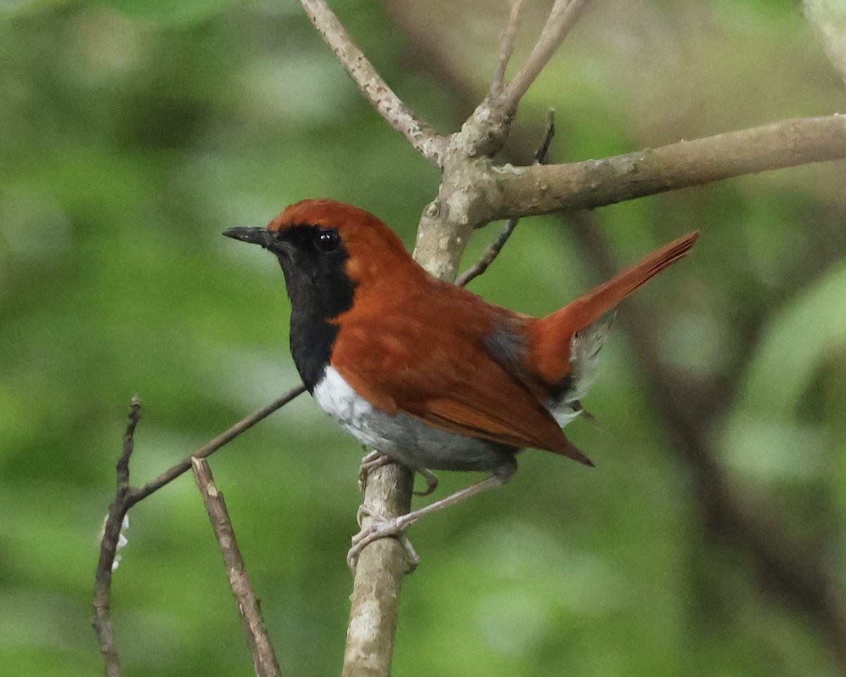 Okinawa Robin - ML638077463