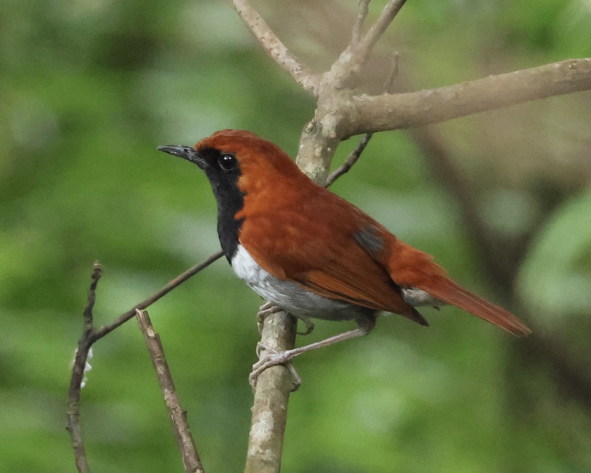 Okinawa Robin - ML638077464