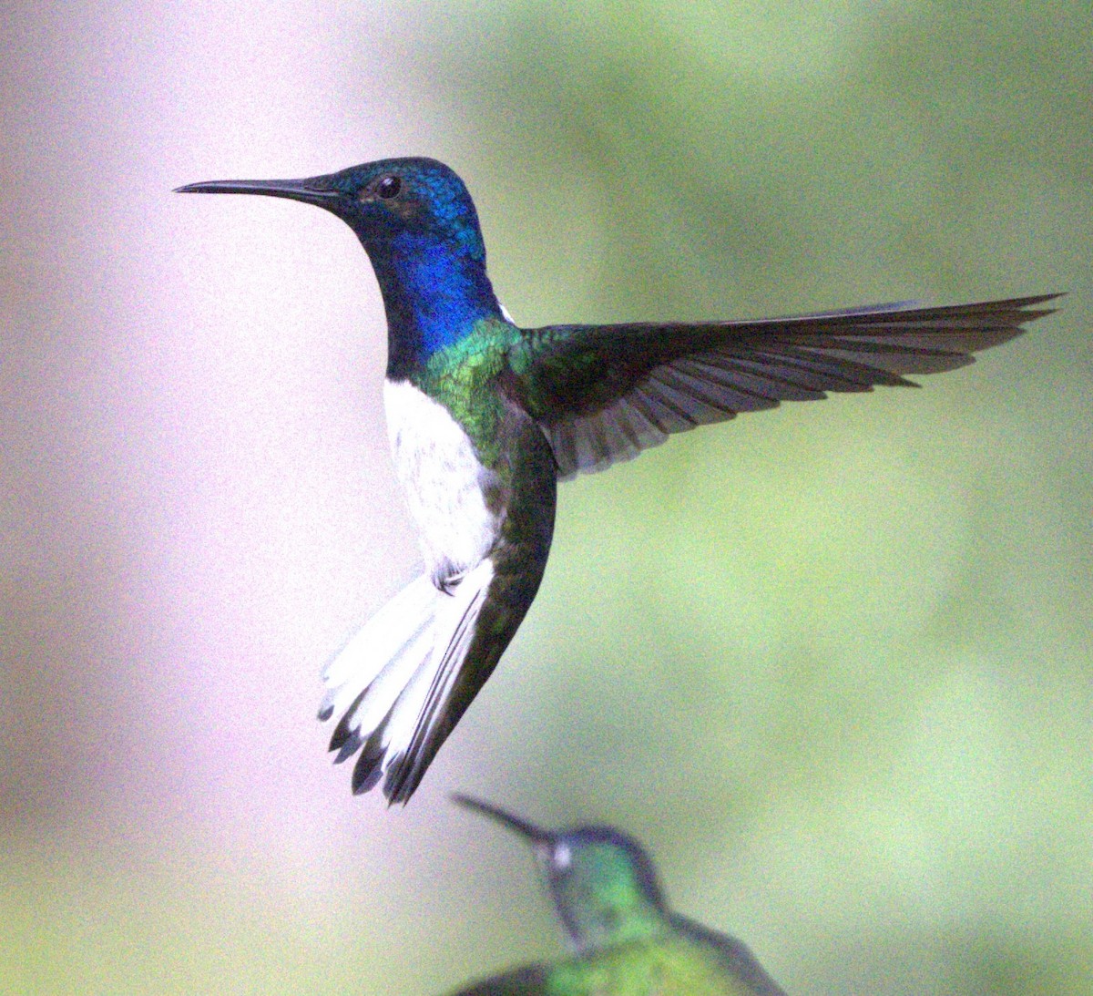 White-necked Jacobin - ML638077556
