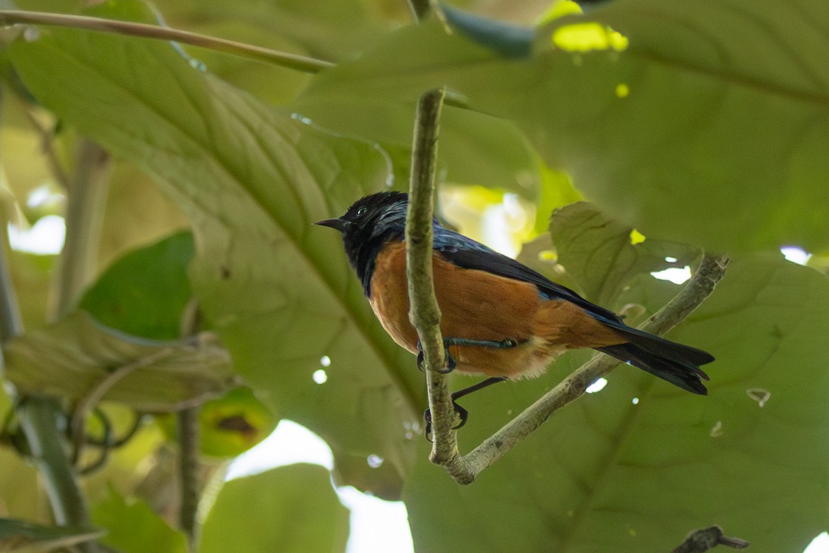 Blue-backed Conebill - ML638077572