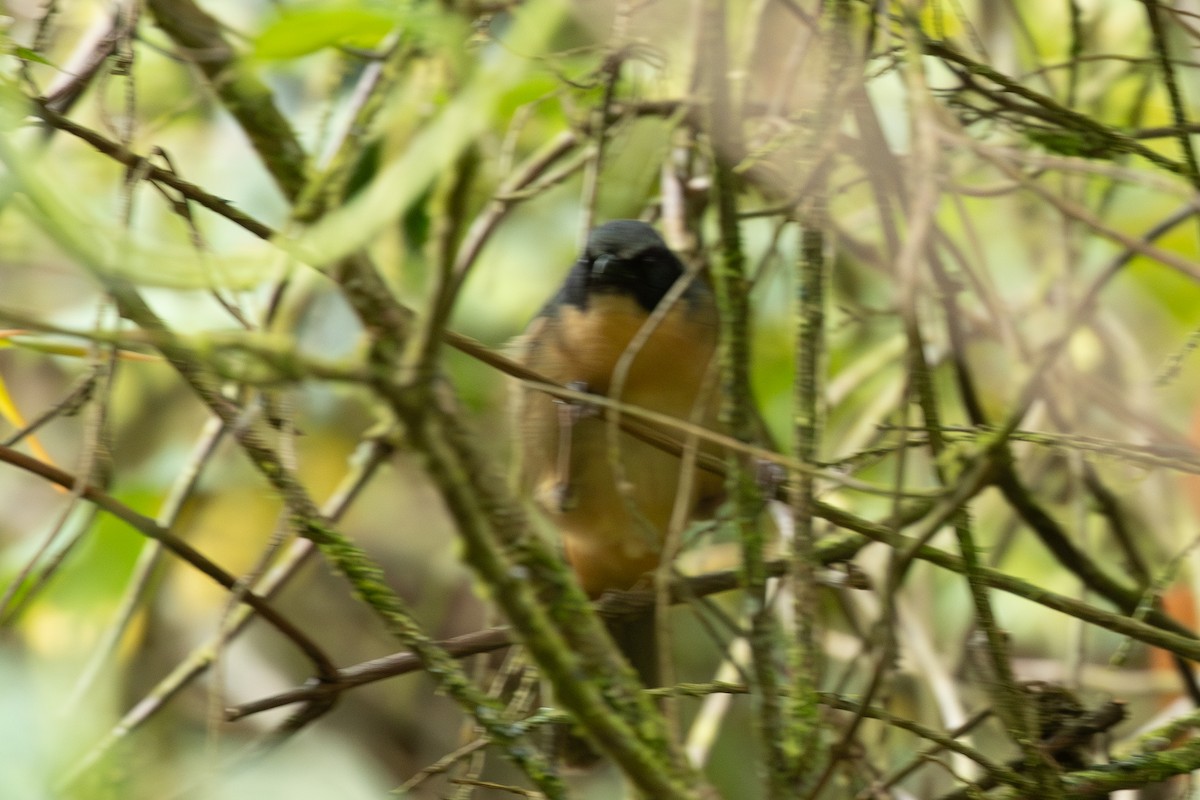Tangara barbouillé - ML638077582