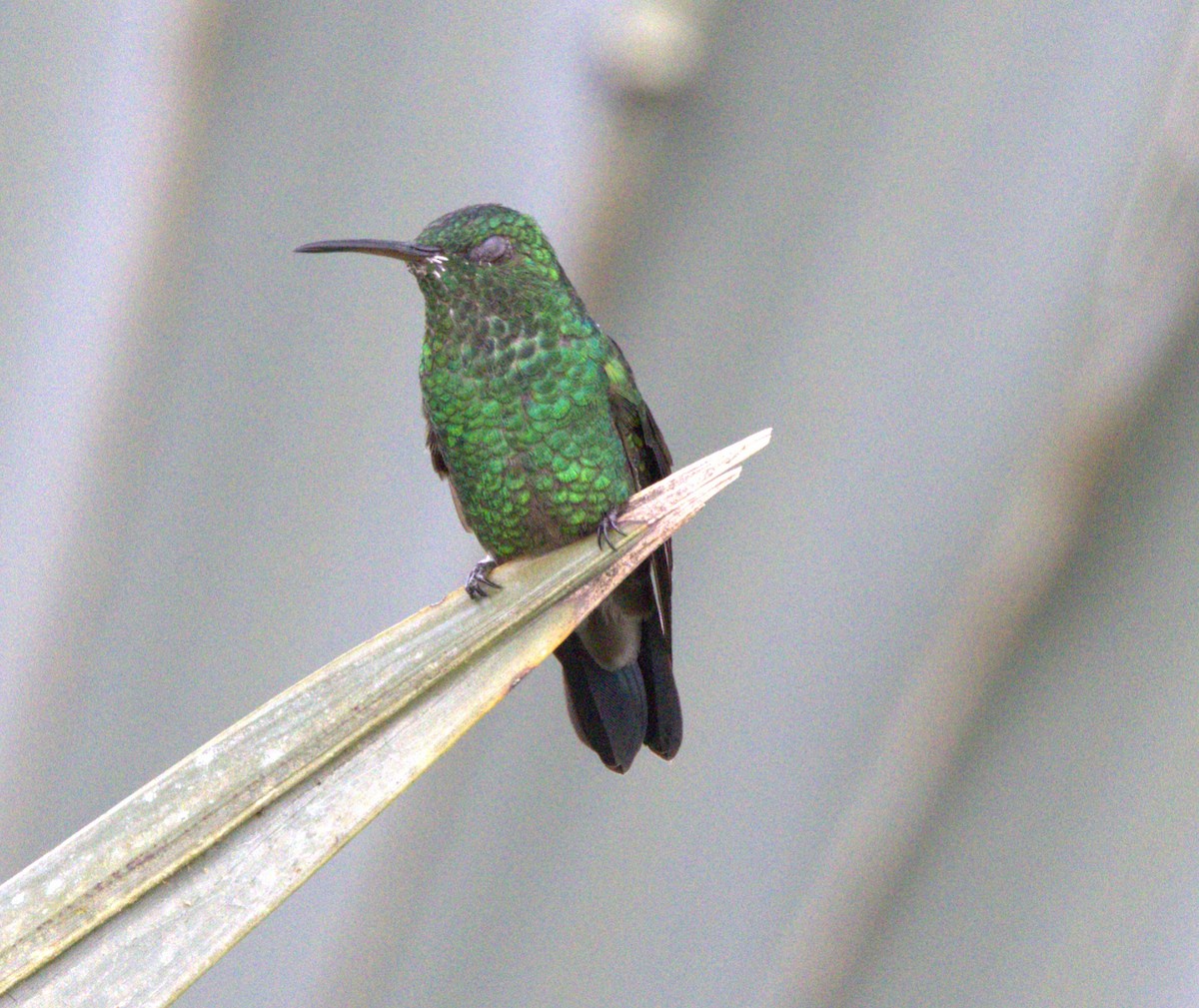 Steely-vented Hummingbird - ML638077585