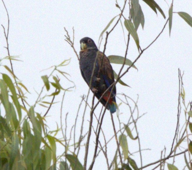 Bronze-winged Parrot - ML638077599