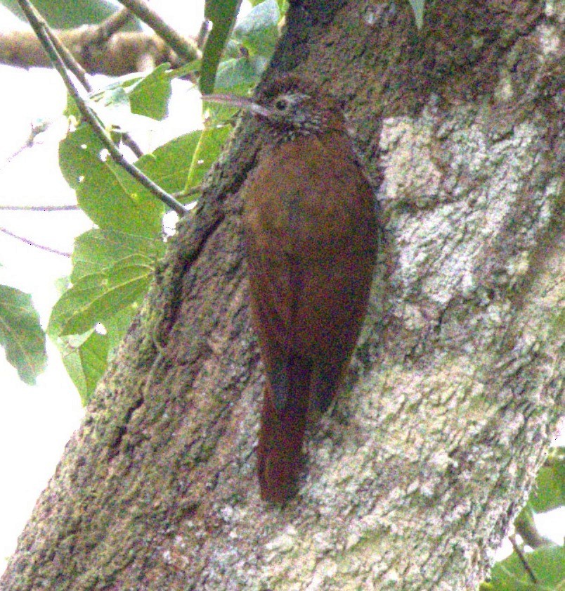 Montane Woodcreeper - ML638077604