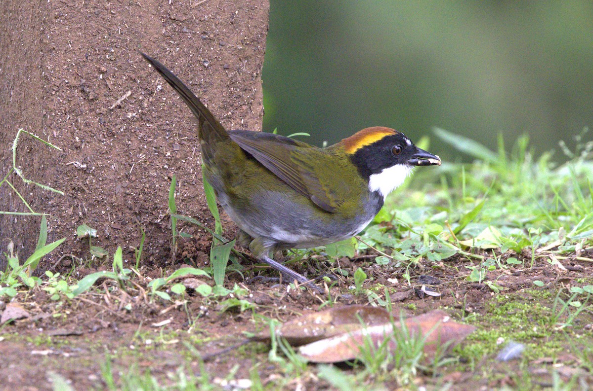 Chestnut-capped Brushfinch - ML638077614