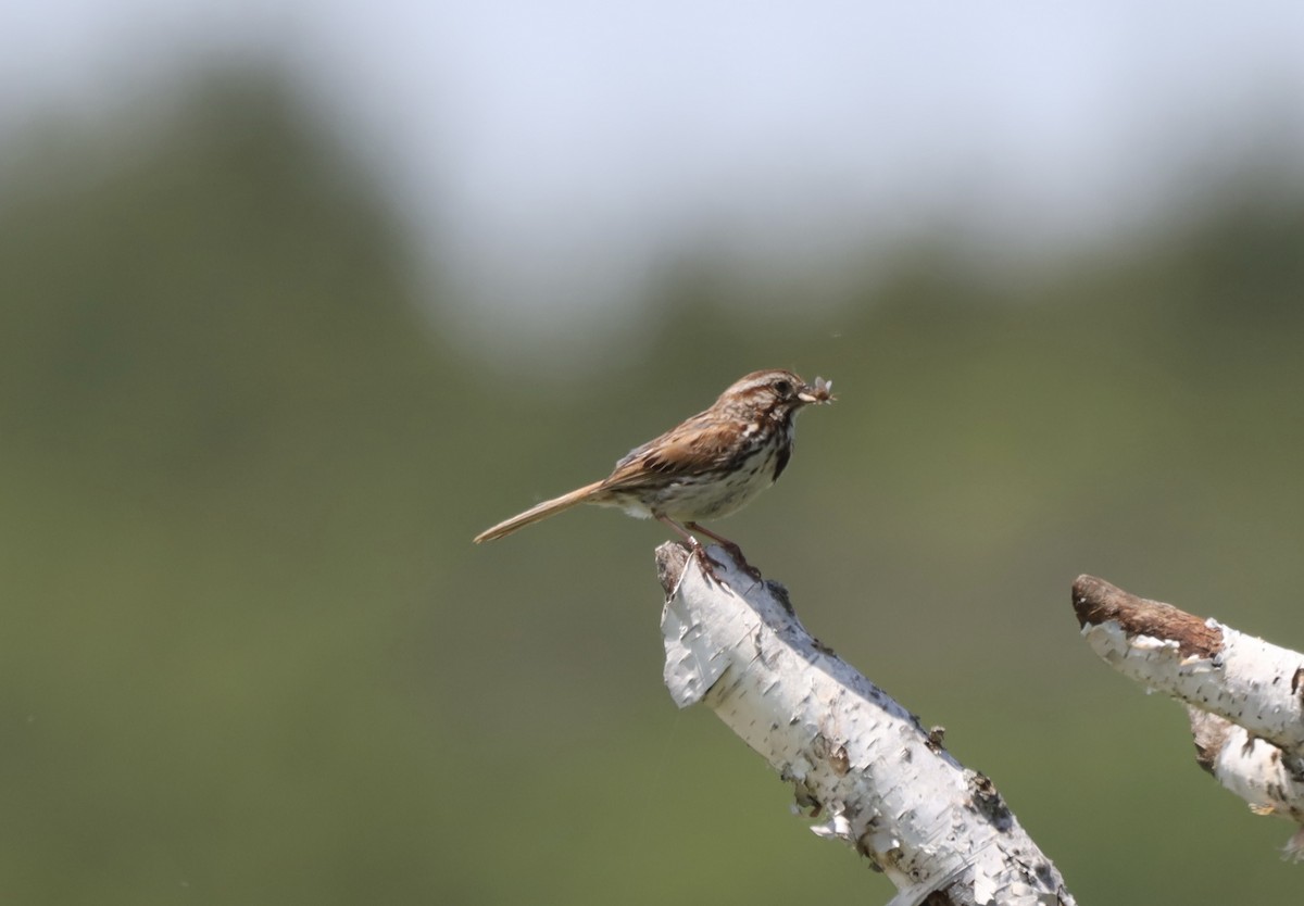 Song Sparrow - ML638077652