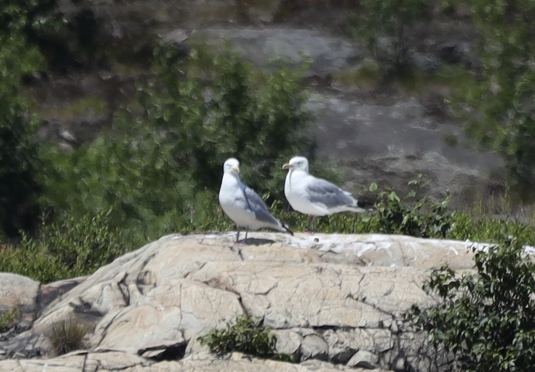 American Herring Gull - ML638077664